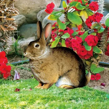 אקריליק ארנב יתד גן יתד החצר דקורטיביים הדשא להכניס סימנים הדפסה דו צדדית קישוט הגן על החצר